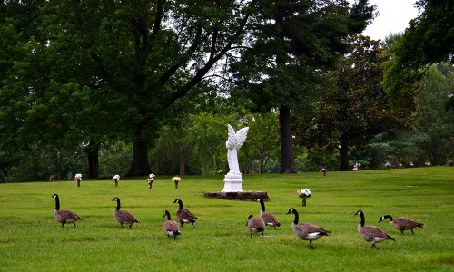 Geese in Memorial Park Cemetery 08-09-2014