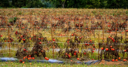 Tomatoes in Meigs County OH 08-31-2014