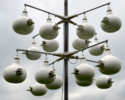 Purple Martin birdhouses North County Park 08-09-2014