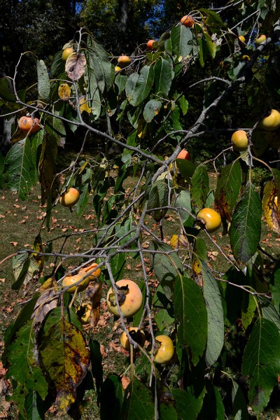 Persimmons - Trail of Tears 09-27-2014