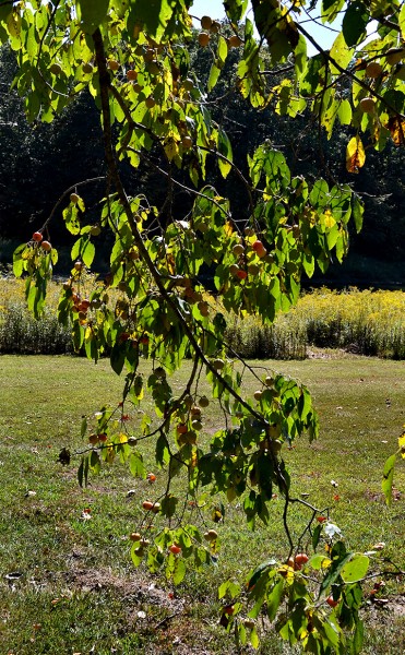 Persimmons - Trail of Tears 09-27-2014