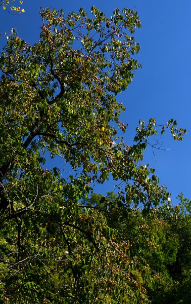 Persimmons - Trail of Tears 09-27-2014