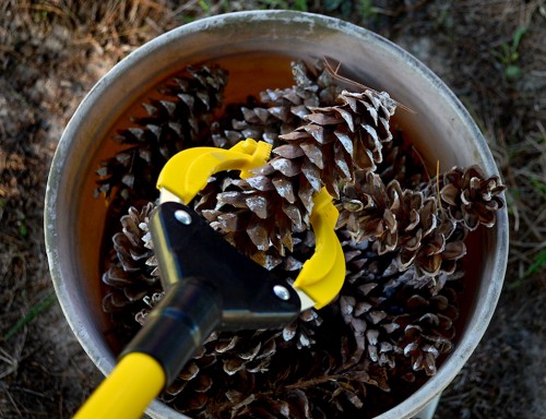 Mary Steinhoff w pine cones 09-14-2014