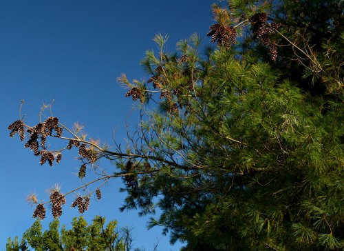 Mary Steinhoff w pine cones 09-14-2014