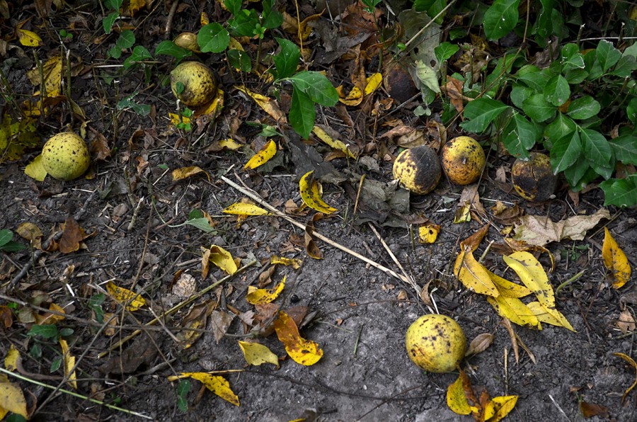 The Fall of Walnuts Cape Girardeau History and Photos