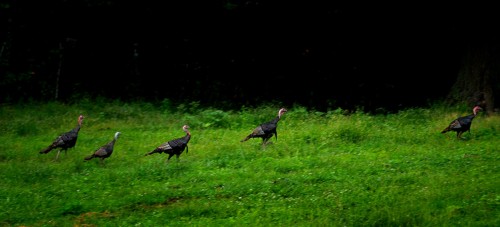 Wild Turkeys 08-31-2014