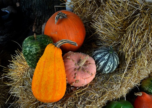 Perryville Pumpkin Farm 10-01-2014