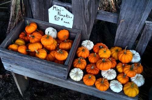 Perryville Pumpkin Farm 10-01-2014