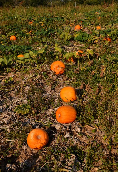 Perryville Pumpkin Farm 10-01-2014