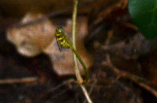 Yellow Jacket 10-07-2014_8017