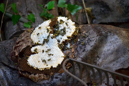 Yellow jacket hive 10-08-2014