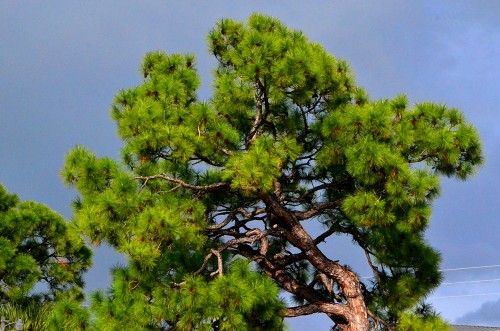 Hobe Sound bike ride 01-22-2012