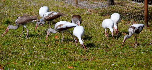 Ibis 02-16-2015