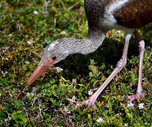 Ibis 02-16-2015