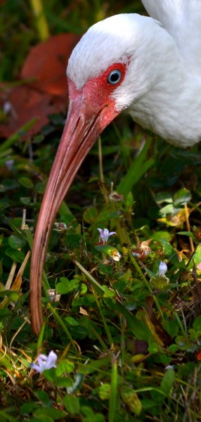 Ibis 02-16-2015