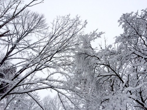 Snow and sky and trees