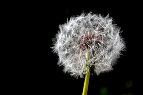 Dandelions on Kingsway Drive 04-10-2015