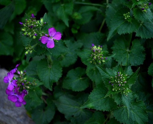 Flowers blooming on Kingsway Drive 04-07-2015