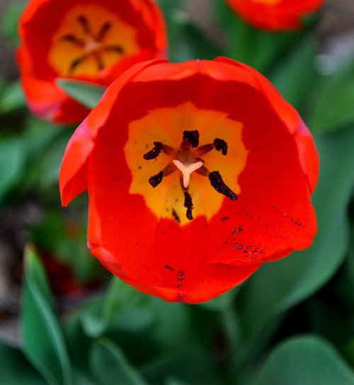 Flowers blooming on Kingsway Drive 04-07-2015