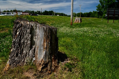 Hwy 61 stumps Jackson 05-23-2015_7129