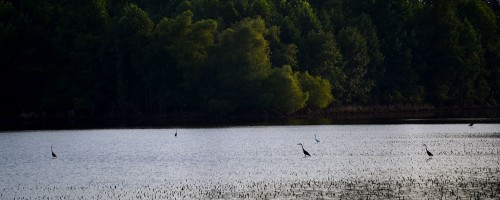 Flooded fields near Dutchtown 07-19-2015