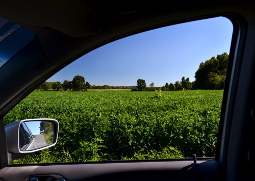 Fields in N Cape County 08-25-2015