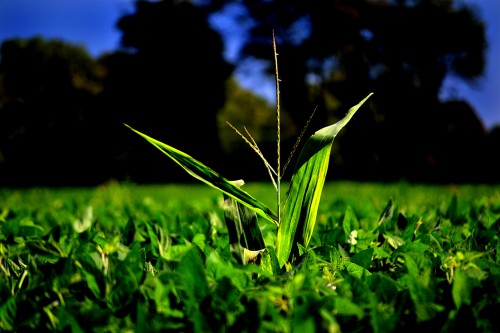 Fields in N Cape County 08-25-2015