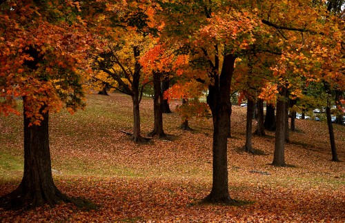 Jackson Park 10-25-2015_1783