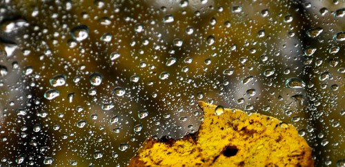 Leaf on windshield 10-27-2015