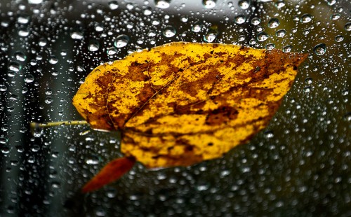 Leaf on windshield 10-27-2015