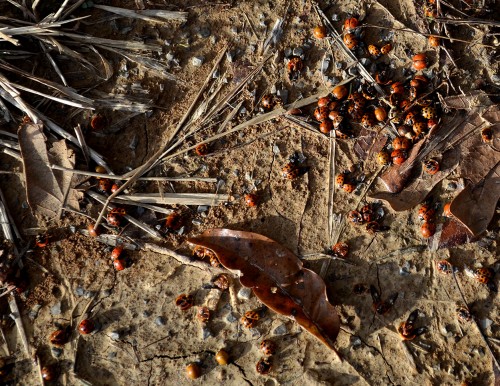 Asian Lady Beetle 11-07-2015