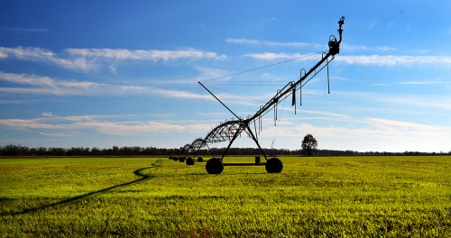 Winter wheat Pemiscot county 11-12-2015