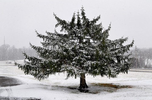 North County Park snow 02-16-2016