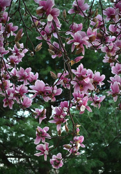 Flowering trees - Memorial Park 03-14-2016