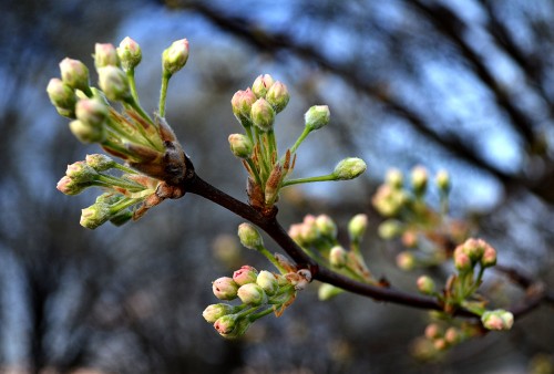 Flowering trees North County Park 03-14-2016